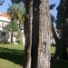Arbres de Sarona